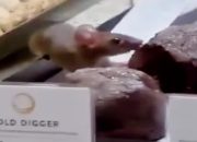 Geger Terekam Tikus Tengah Santai Cicipi Kue Roti Milik Toko Elit Dough Lab