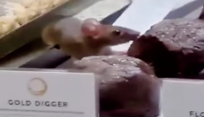 Geger Terekam Tikus Tengah Santai Cicipi Kue Roti Milik Toko Elit Dough Lab