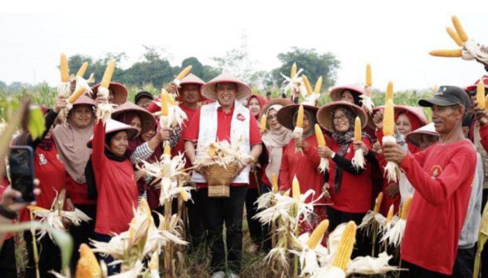 Petani Mustikasari Haru, Sosok Cawalkot Tri Adhianto Turut Berbaur Panen Jagung
