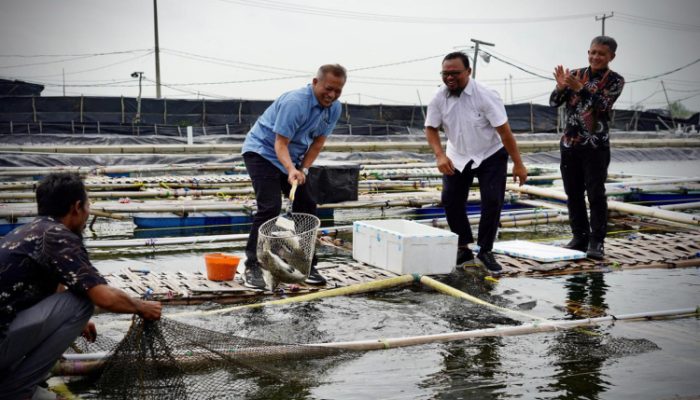 Wamenkop Lakukan Panen Perdana Budidaya Ikan Binaan Koperasi, Wujud Program Ketahanan Pangan