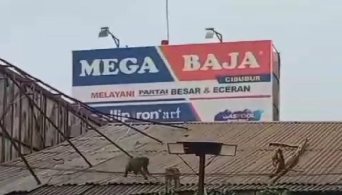 Waspada Kawanan Monyet Liar Mulai Serbu Pemukiman Warga Bekasi