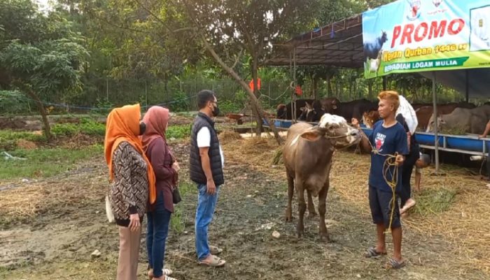 Beli Hewan Kurban Dapet Hadiah Emas, Tertarik?