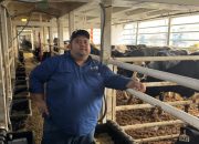 1300 Sapi Australia Tiba di Tangerang, Dukung Program Swasembada Susu Presiden Prabowo