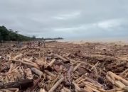 Gelondongan Kayu Yang Terbawa Banjir, KLHK Bantah Hasil Pembalakan Liar Itu Kayu Lapuk