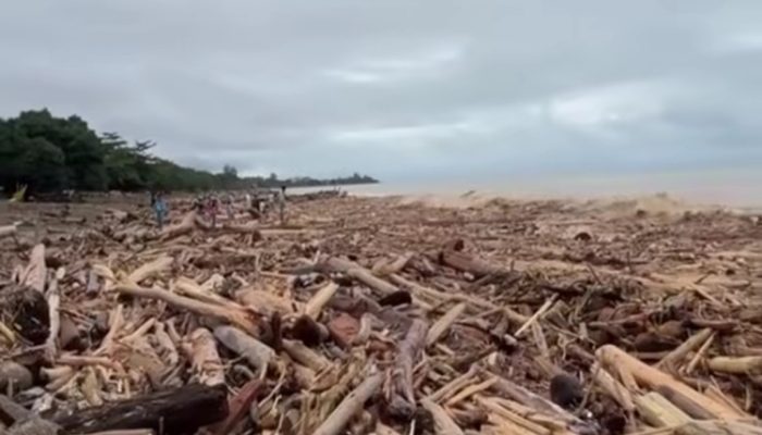 Gelondongan Kayu Yang Terbawa Banjir, KLHK Bantah Hasil Pembalakan Liar Itu Kayu Lapuk