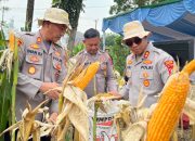 Kapolres Karawang Tinjau Tanaman Jagung Hibrida Seluas 1 Hektar, Sebagai Bentuk Dukung Ketahanan Pangan