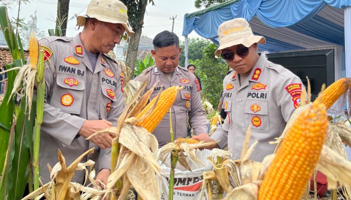 Kapolres Karawang Tinjau Tanaman Jagung Hibrida Seluas 1 Hektar, Sebagai Bentuk Dukung Ketahanan Pangan